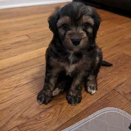 Aussiedoodle, Australian Shepherd, and Golden Retriever Puppies from Hope & Joy Acres
