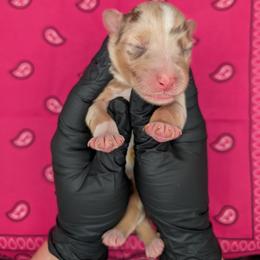 Quinn5Girl2- RMF,LONGtail, blue eyes likely, CHIC-OFA-DNA-AKC Titled Parents - Red merle female Australian Shepherd puppy in South Hill, Virginia from Silverside Aussies LLC