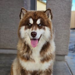Endeavor - Siberian Husky
