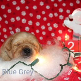 Blue grey - Yellow male Labrador Retriever puppy in Parma, Idaho from Campbell Valley Labradors