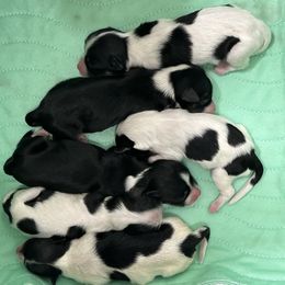 Havanese puppies from Alchemy Havanese