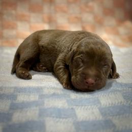 Rex - Chocolate male Labrador Retriever puppy in Isle, Minnesota from Dog Ear Outfitters