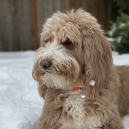Australian Labradoodles and Labradoodles from LaLadoodles