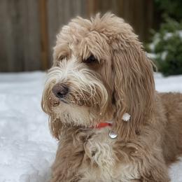 Australian Labradoodles and Labradoodles from LaLadoodles