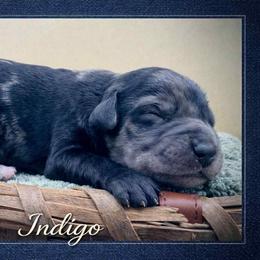Indigo - Merle male Goldendoodle puppy in Hendersonville, North Carolina from Kim's Cove Dog Co.