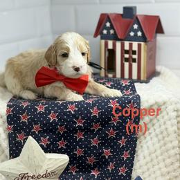 Copper - Apricot male Australian Labradoodle puppy in Citrus Heights, California from Elite Blend Labradoodles