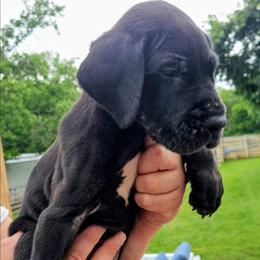 Steve - Black male Great Dane puppy in Princeton, Indiana from Phantasm Farms