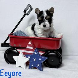 Eeyore - Black tan and white male Biewer Terrier puppy in Cartersville, Georgia from Alpha Tiny Paws