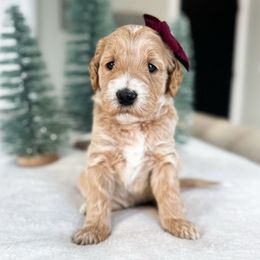 Care Bear - Apricot female Goldendoodle puppy in Sterling, Illinois from Charley's Goldendoodles