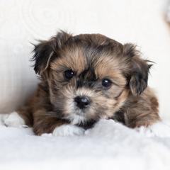 Maltipoo, Shichon, and Shihpoo Puppies from Timbercreek Puppies
