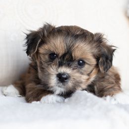 Maltipoo, Shichon, and Shihpoo Puppies from Timbercreek Puppies
