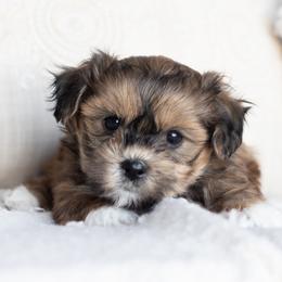 Maltipoo, Shichon, and Shihpoo Puppies from Timbercreek Puppies