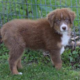 Theo - Red tri-color male Australian Shepherd puppy in Kansas, Oklahoma from Windy G Farm