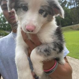Border Collie Puppies from On Q Border Collies