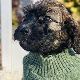 Boy 4 - Wheaten Whoodle puppy in Knoxville, Tennessee from Fleury Farm Doodles TN