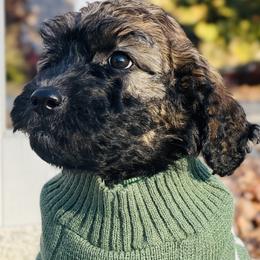 Boy 4 - Wheaten Whoodle puppy in Knoxville, Tennessee from Fleury Farm Doodles TN