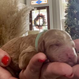 Demi - Apricot female Goldendoodle puppy in Lake Charles, Louisiana from Perfect Fit Poodles & Doodles