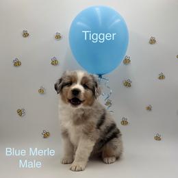 Tigger - Red merle male Miniature American Shepherd puppy in Tremonton, Utah from Azure Sky Minis