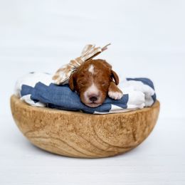 Cavapoo puppies from Space Coast Doodle Co.