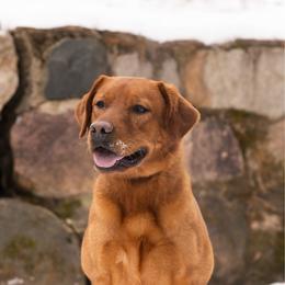 Cypress - Labrador Retriever