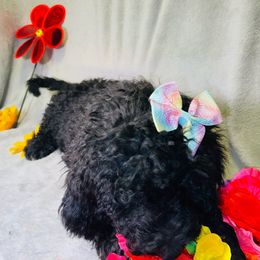 Dolly Parton - Black and white Bernedoodle puppy in Branson West, Missouri from Ozark Acres LLC