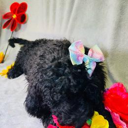 Dolly Parton - Black and white Bernedoodle puppy in Branson West, Missouri from Ozark Acres LLC
