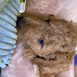 Goldendoodle Puppies from Joanna Wise