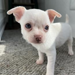 Captain - White male Chihuahua puppy in Coweta, Oklahoma from Green Country Chihuahuas
