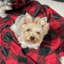 Biewer Terrier and Yorkshire Terrier Puppies from York Town California
