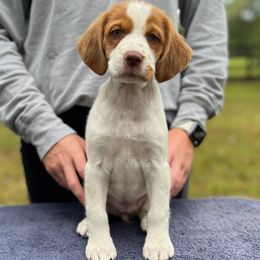 Neon Girl - Orange and white female Brittany puppy in Milner, Georgia from Hi-Hope Kennel