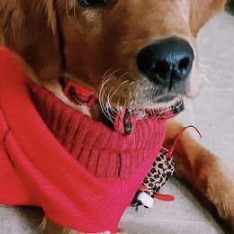 Golden Retrievers from Vickie Erickson