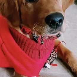 Golden Retrievers from Vickie Erickson