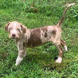 Blue collar male - Red merle male Catahoula Leopard Dog puppy in Gadsden, Alabama from Rich Cat’s