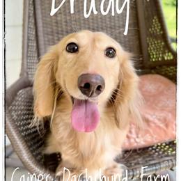 Brady - Dachshund