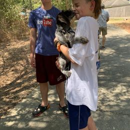 German Wirehaired Pointer Puppies from Hullabaloo Kennels
