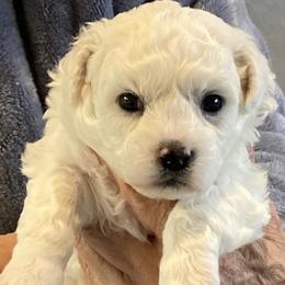Puppy - White female Bichon Frise puppy in Greenville, South Carolina from Almaza Bichons