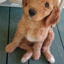 Cockapoo, Double Doodle, Goldendoodle, Poodle, and Shihpoo Puppies from Peace, Love, and Puppies at the Creek