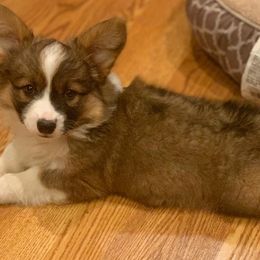 American Corgi and Pembroke Welsh Corgi Puppies from Morse Corgis