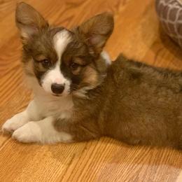 American Corgi and Pembroke Welsh Corgi Puppies from Morse Corgis