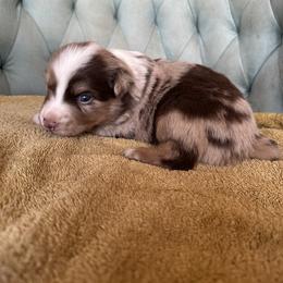 Boy 3 - Red merle male Australian Shepherd puppy in Bison, South Dakota from South Dakota Creekside Australian Shepherds