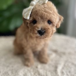 Goldendoodle and Poodle Puppies from French Creek Doodles