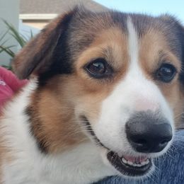 Surprise - Pembroke Welsh Corgi