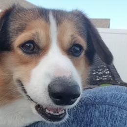 Surprise - Pembroke Welsh Corgi