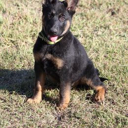 German Shepherd Puppies from Außer Gefahr German Shepherds