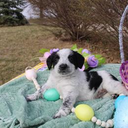 Melvin - Black and white male Aussiedoodle puppy in Hopkins, Missouri from Mowry Creek Mini Aussiedoodles and More
