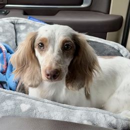 Bunny - Dachshund