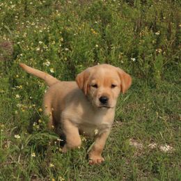 Emerald - Yellow Labrador Retriever puppy in Waco, Texas from Ancient Dogges