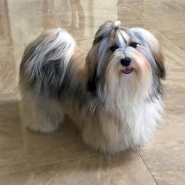 Chloe - Havanese