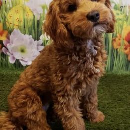 Australian Labradoodles from Ladybug Labradoodles