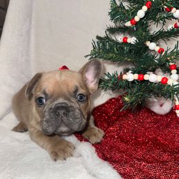 Jingle - Blue fawn male French Bulldog puppy in Pembroke, Kentucky from Presidential Frechies